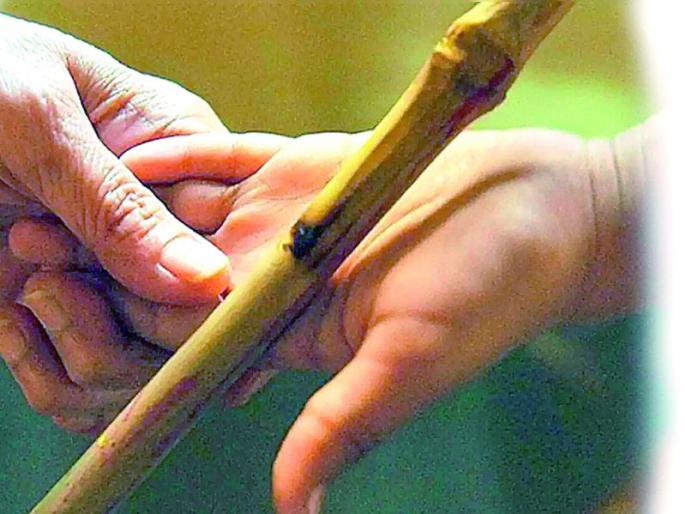 Beating students; Who is at fault, student, teacher or parent? | विद्यार्थ्यांना मारहाण ; यामध्ये चुकतो कोण, विद्यार्थी, शिक्षक की पालक? Beating students; Who is at fault, student, teacher or parent? | विद्यार्थ्यांना मारहाण ; यामध्ये चुकतो कोण, विद्यार्थी, शिक्षक की पालक?