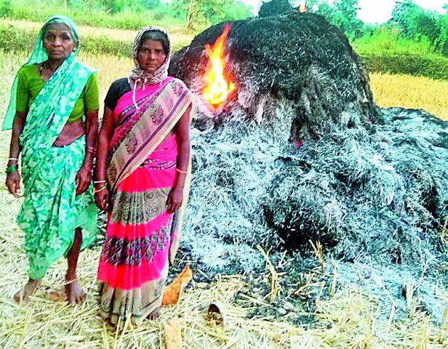 The blaze of the corpse burns | धानाचे पूंजणे जळून खाक The blaze of the corpse burns | धानाचे पूंजणे जळून खाक