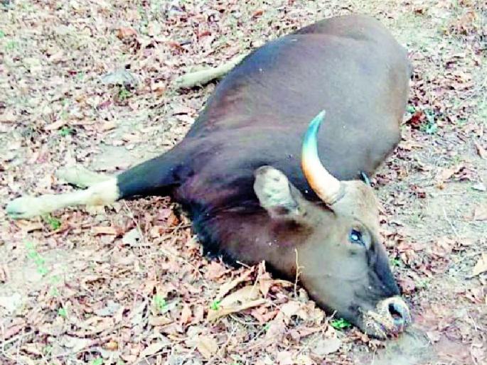 The waters of the forest fell dry | जंगलातील पाणवठे पडले कोरडे The waters of the forest fell dry | जंगलातील पाणवठे पडले कोरडे