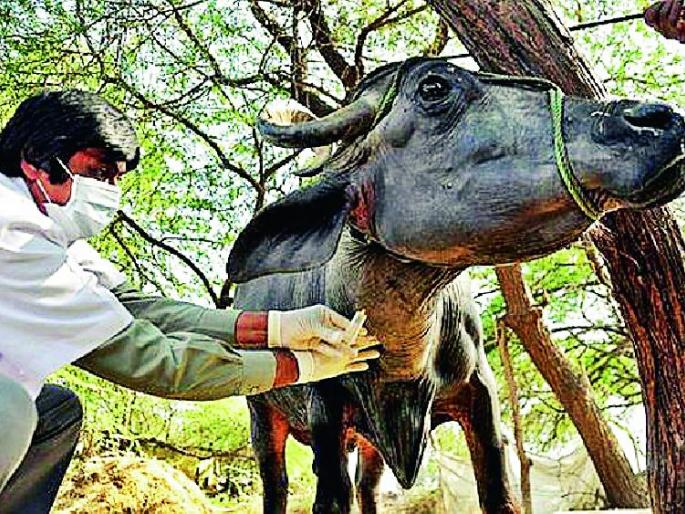 Vaccination given to 3.50 lakh animals | ३.५० लाख जनावरांना दिली लाळखुरकत लस Vaccination given to 3.50 lakh animals | ३.५० लाख जनावरांना दिली लाळखुरकत लस