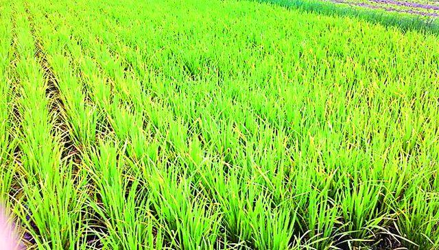 Target Rs 276 crore alloted only 98 crores | टार्गेट २७६ कोटीचे वाटप केवळ ९८ कोटी Target Rs 276 crore alloted only 98 crores | टार्गेट २७६ कोटीचे वाटप केवळ ९८ कोटी