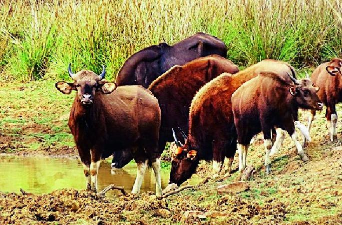 The power of the Raggewas on the Navegaon-Nagzira Tiger reserve | नवेगाव-नागझिरा व्याघ्र राखीव क्षेत्रावर रानगव्यांची सत्ता