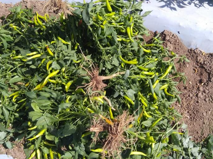 The green chillies were uprooted due to the low price | कवडीमोल दरामुळे हिरवी मिरची उपटून फेकली The green chillies were uprooted due to the low price | कवडीमोल दरामुळे हिरवी मिरची उपटून फेकली