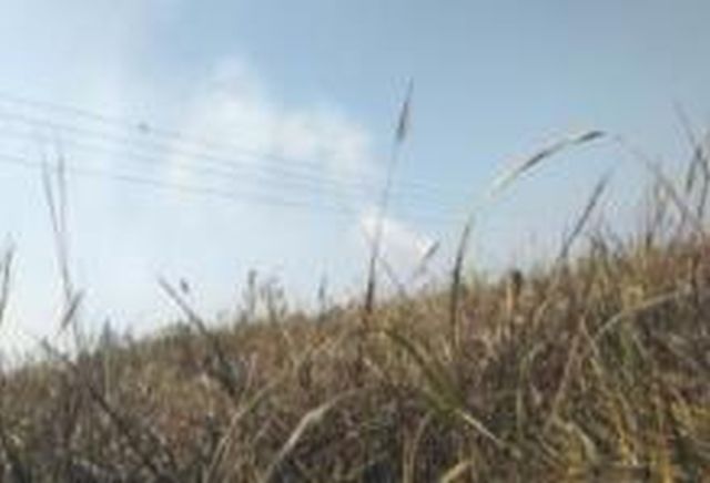 Hinganvedhela bechirakh sugarcane cultivation on ten acres | हिंगणवेढेला दहा एकरांवरील ऊसशेती बेचिराख Hinganvedhela bechirakh sugarcane cultivation on ten acres | हिंगणवेढेला दहा एकरांवरील ऊसशेती बेचिराख
