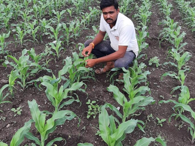 Jalgaon Neurla rains reduce the number of army larvae | जळगाव नेऊरला पावसाने लष्करी अळीच्या प्रमाणात घट