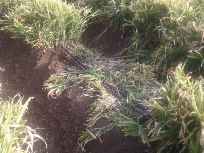 4 quintals perch lump | ४ क्विंटल अद्रक लंपास 4 quintals perch lump | ४ क्विंटल अद्रक लंपास