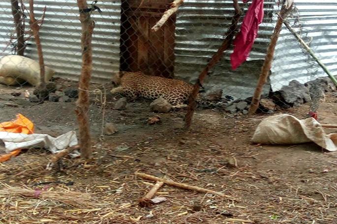 The jerked leopard left the forest | जेरबंद केलेल्या बिबट्याला सोडले जंगलात The jerked leopard left the forest | जेरबंद केलेल्या बिबट्याला सोडले जंगलात