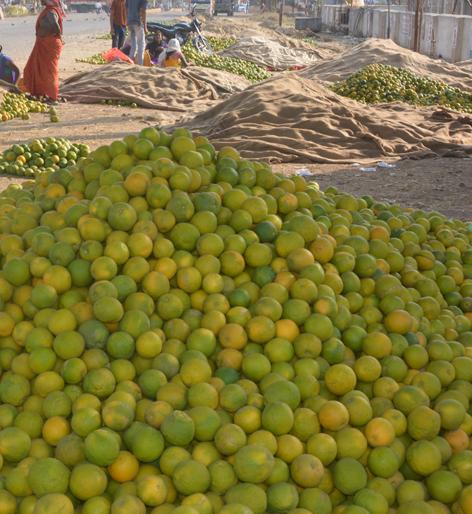 The price of Citrus limetta will go up to 40 thousand | मोसंबीचा दर ४० हजारांवर जाणार