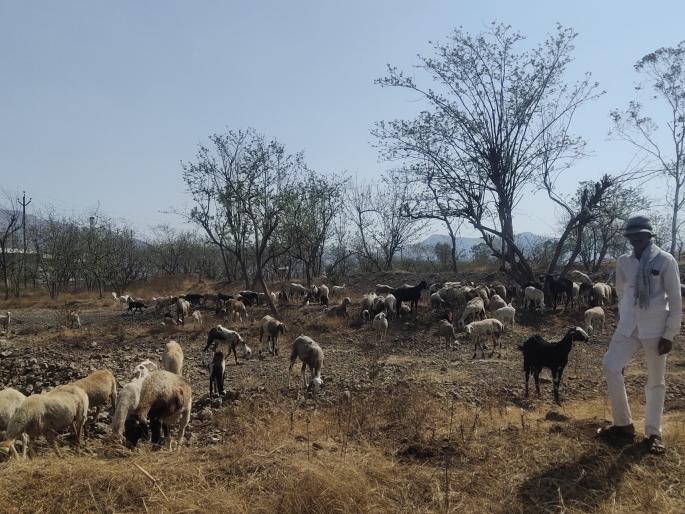 CoronaVirus Lockdown: Makrand Patil's Efforts to Seek Shepherds Return Home | CoronaVirus Lockdown : मेंढपाळांना स्वगृही परतण्याचे वेध, मकरंद पाटील यांचे प्रयत्न