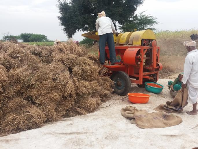 Satara: Due to cloudy weather in Khatav taluka, crops are threatened, farmers get rid of crops | सातारा : खटाव तालुक्यात ढगाळ वातावरणामुळे पिकांना धोका, शेतकरी पिकं काढण्यात मग्न