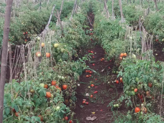 Satara: Tomato gardens cost the cost of reddish roses, red ripening prices fall | सातारा : टोमॅटो बागांचा खर्च बळीराजाच्या अंगावर, लाल पिकाचे दर गडगडले Satara: Tomato gardens cost the cost of reddish roses, red ripening prices fall | सातारा : टोमॅटो बागांचा खर्च बळीराजाच्या अंगावर, लाल पिकाचे दर गडगडले