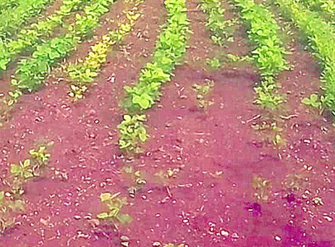 Crops 'shocked' by spraying herbicides on dry land | कोरड्या जमिनीवर तणनाशक फवारल्यामुळे पिकांना ‘शॉक’