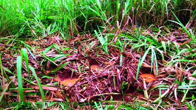 The elephant and the thunderbolt | आजऱ्यात हत्ती-गव्यांचा धुमाकूळ The elephant and the thunderbolt | आजऱ्यात हत्ती-गव्यांचा धुमाकूळ