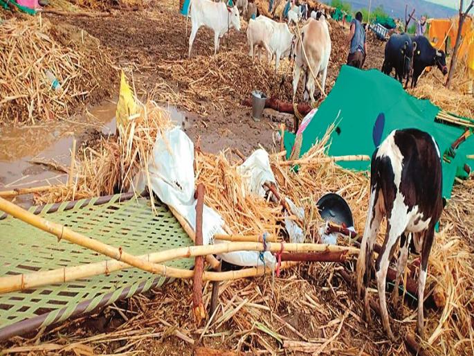  Rainfall accompanied by torrential rain in the district | जिल्ह्यात वादळी वा-यासह पावसाचा तडाखा