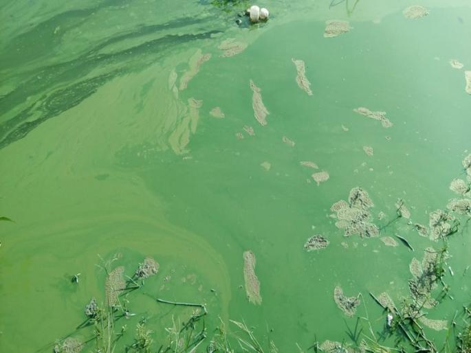 In the fishing crisis; Man-made pollution ride to the right backwater | मासेमारी संकटात; उजनी बॅकवॉटरला मानवनिर्मित प्रदूषणाचा फेरा In the fishing crisis; Man-made pollution ride to the right backwater | मासेमारी संकटात; उजनी बॅकवॉटरला मानवनिर्मित प्रदूषणाचा फेरा