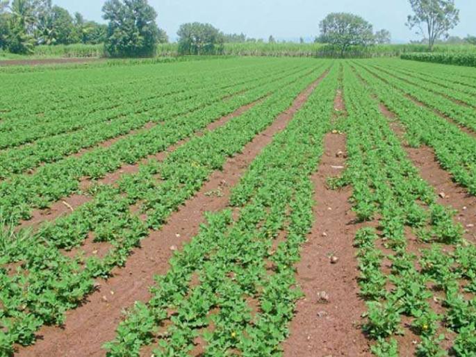 Baliraja was relieved by the vegetable crop | भाजीपाला पिकामुळे बळीराजाला दिलासा