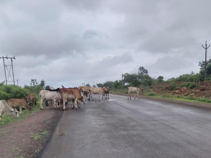 Mokat animals on Wani Road are a headache for motorists | वणी रोडवरील मोकाट जनावरे वाहनचालकांसाठी डोकेदुखी Mokat animals on Wani Road are a headache for motorists | वणी रोडवरील मोकाट जनावरे वाहनचालकांसाठी डोकेदुखी