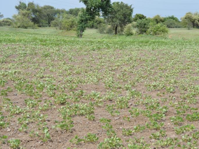  Cultivation of crops in Kalwadi areas | कळवाडी भागात पिके करपली