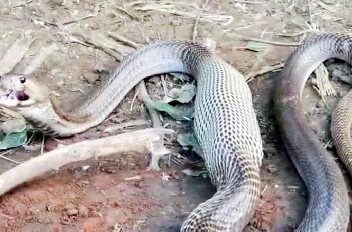 Shocking; A five-foot-tall snake swallowed a puppy born two days ago | धक्कादायक; पाच फुटी नागाने गिळले दोन दिवसापुर्वी जन्मलेल्या कुत्र्याच्या पिल्लाला Shocking; A five-foot-tall snake swallowed a puppy born two days ago | धक्कादायक; पाच फुटी नागाने गिळले दोन दिवसापुर्वी जन्मलेल्या कुत्र्याच्या पिल्लाला