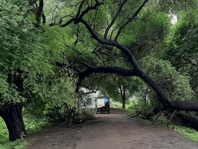 The tree fell down again near the enclosure | चिनोद्याजवळ पुन्हा झाड कोसळले The tree fell down again near the enclosure | चिनोद्याजवळ पुन्हा झाड कोसळले
