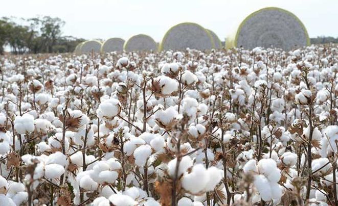 Cotton is the first choice of farmers | शेतकऱ्यांची प्रथम पसंती कापूस Cotton is the first choice of farmers | शेतकऱ्यांची प्रथम पसंती कापूस