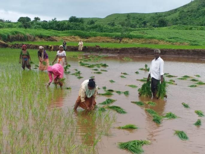 Due to the nutrient environment, paddy cultivation is accelerated | पोषक वातावरण निर्माण झाल्याने भात लागवडीला वेग Due to the nutrient environment, paddy cultivation is accelerated | पोषक वातावरण निर्माण झाल्याने भात लागवडीला वेग