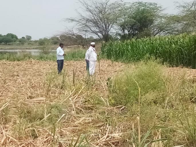 Leopards live in Nirhale | निऱ्हाळे येथे बिबट्याचे वास्तव्य Leopards live in Nirhale | निऱ्हाळे येथे बिबट्याचे वास्तव्य