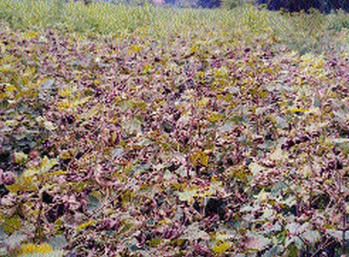 Oh my God ... burnt cotton while spraying | अरे देवा...फवारणी करताच जळाली कपाशी Oh my God ... burnt cotton while spraying | अरे देवा...फवारणी करताच जळाली कपाशी