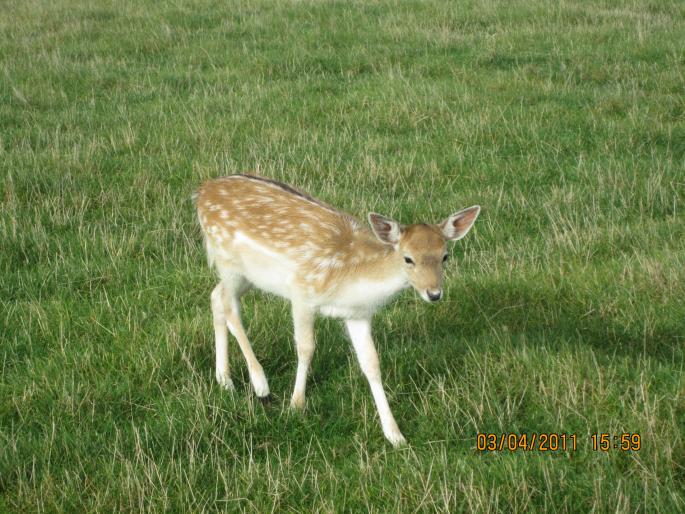 The death of Lord Pandas falls in the well in Mammadpur | ममदापुर येथे विहिरीत पडून पाडसाचा मृत्यू The death of Lord Pandas falls in the well in Mammadpur | ममदापुर येथे विहिरीत पडून पाडसाचा मृत्यू