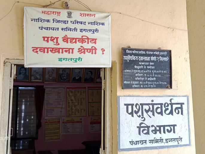 Animal Husbandry Department stresses the grievances of farmers | पशुसंवर्धन विभागामुळे शेतकऱ्यांच्या संतापात भर Animal Husbandry Department stresses the grievances of farmers | पशुसंवर्धन विभागामुळे शेतकऱ्यांच्या संतापात भर