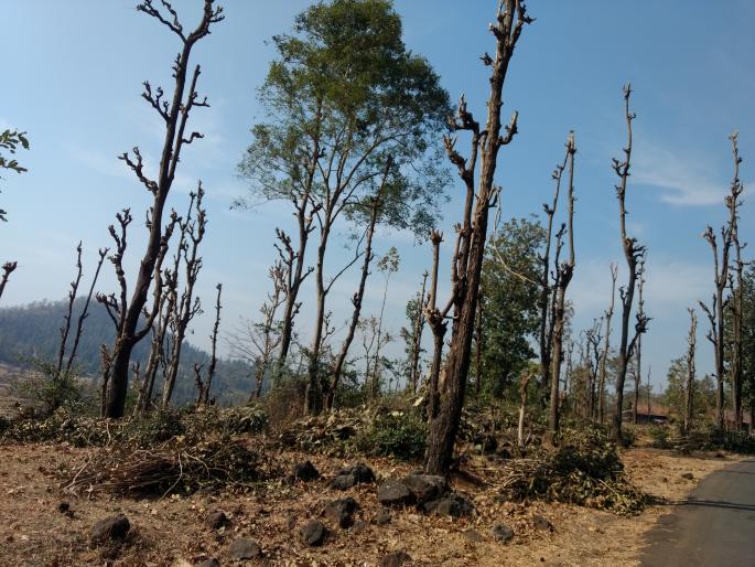 Start of Khandnios in tribal areas | आदिवासी भागात खांडणीस प्रारंभ Start of Khandnios in tribal areas | आदिवासी भागात खांडणीस प्रारंभ