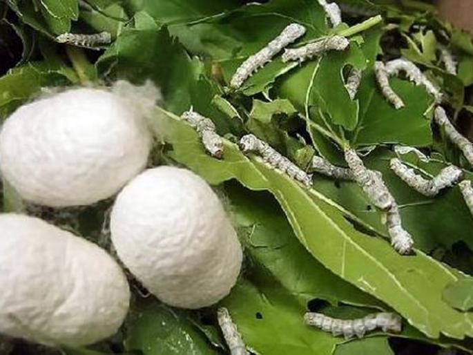 Parbhani: Four proposals of silk farming have been approved | परभणी : रेशीम शेतीच्या चारशे प्रस्तावांना मिळेना मंजुरी Parbhani: Four proposals of silk farming have been approved | परभणी : रेशीम शेतीच्या चारशे प्रस्तावांना मिळेना मंजुरी