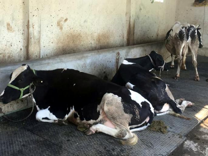 Parbhani: Animals have been exposed to larvae, exposed disease animals | परभणी : लाळ्या, खुरकूत रोगाची जनावरांना झाली लागण