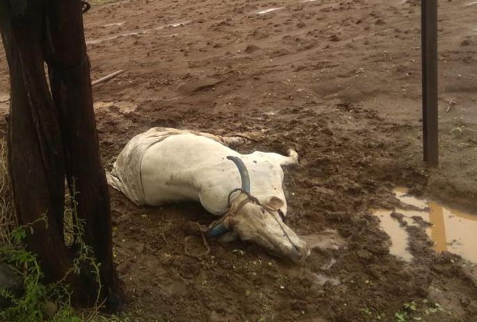 The electric shock, accompanied by electric shock, | विजेचा शॉक लागून बैल दगावला The electric shock, accompanied by electric shock, | विजेचा शॉक लागून बैल दगावला