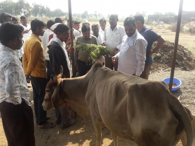 Poisonous livestock in danger from Londrita | लोंढ्रीतांड्यातील विषबाधित पशुधन धोक्यात : १७ जनावरे दगावली Poisonous livestock in danger from Londrita | लोंढ्रीतांड्यातील विषबाधित पशुधन धोक्यात : १७ जनावरे दगावली