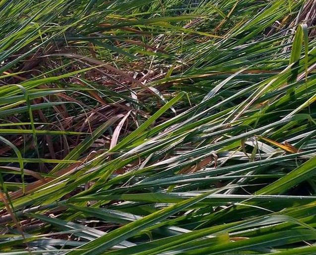 Unseasonal rains continue in the district | जिल्ह्यात अवकाळी पावसाचा फेरा सुरुच