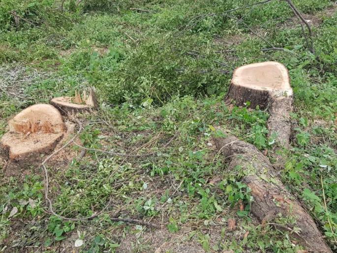 Half day cutting of neem trees near Chahardi-Akulkheda road | चहार्डी-अकुलखेडा रस्त्यालगत निंबाच्या झाडांची दिवसाढवळ्या कत्तल Half day cutting of neem trees near Chahardi-Akulkheda road | चहार्डी-अकुलखेडा रस्त्यालगत निंबाच्या झाडांची दिवसाढवळ्या कत्तल