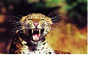 No literature, how to catch a leopard ..? | साहित्यच नाही, बिबट्याला पकडायचे कसे..? No literature, how to catch a leopard ..? | साहित्यच नाही, बिबट्याला पकडायचे कसे..?