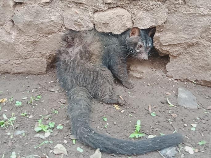 Hobbyists | इजाटला वाचविण्यासाठी प्राणीमित्रांची धडपड Hobbyists | इजाटला वाचविण्यासाठी प्राणीमित्रांची धडपड