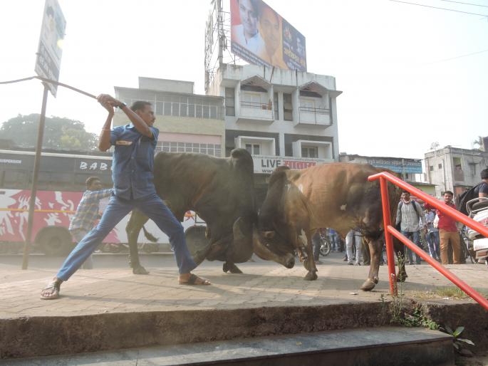 Two hours of struggle for bullocks on the Rajput road at Saita; Distraction of vehicles; Traffic lock | साताऱ्यातील राजपथावर दोन तास वळूंची झुंज, बालकांमध्ये घबराट : वाहनांची मोडतोड; वाहतुकीची कोंडी