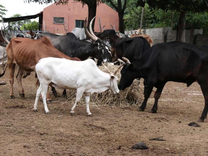 Animals pick-up pickup seized | जनावरांची वाहतूक करणारा पिकअप जप्त Animals pick-up pickup seized | जनावरांची वाहतूक करणारा पिकअप जप्त