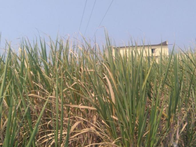 There was water in the fear of change in the weight and the fear of leprosy | भारनियमनात बदल अन् बिबट्याच्या भीतीने पाणी असून पीके लागली करपू There was water in the fear of change in the weight and the fear of leprosy | भारनियमनात बदल अन् बिबट्याच्या भीतीने पाणी असून पीके लागली करपू