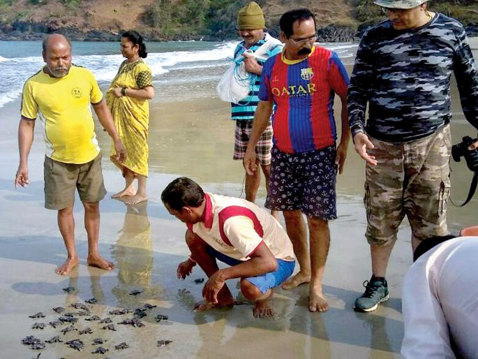 Sindhudurg: The rituals of the rituals of the Olive Ridley were abandoned | सिंधुदुर्ग : आॅलिव्ह रिडलेची ती पिल्ले सोडली नैसर्गिक अधिवासात Sindhudurg: The rituals of the rituals of the Olive Ridley were abandoned | सिंधुदुर्ग : आॅलिव्ह रिडलेची ती पिल्ले सोडली नैसर्गिक अधिवासात