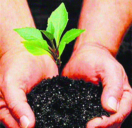 Do not drink water at the aetapada ... and say say one hundred thousand seedlings | आटपाडीत नाही प्यायला पाणी... आणि म्हणे दीड लाख रोपे लावा Do not drink water at the aetapada ... and say say one hundred thousand seedlings | आटपाडीत नाही प्यायला पाणी... आणि म्हणे दीड लाख रोपे लावा