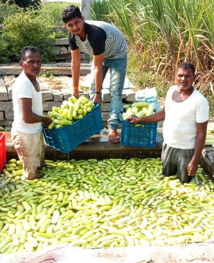 One million tomatoes and cucumbers in one and a half months, three million | एकरात टोमॅटो अन् काकडीपासून साडेपाच महिन्यांत तेरा लाख One million tomatoes and cucumbers in one and a half months, three million | एकरात टोमॅटो अन् काकडीपासून साडेपाच महिन्यांत तेरा लाख