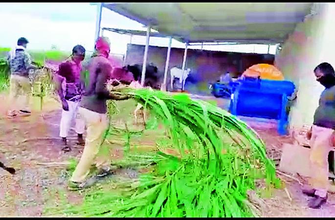 Corona in Baliraja Hospital in Khaki Animal Barn for food! | कोरोनामुळे बळीराजा दवाखान्यात अन् जनावरांसाठी खाकी जनावरांच्या गोठ्यात ! Corona in Baliraja Hospital in Khaki Animal Barn for food! | कोरोनामुळे बळीराजा दवाखान्यात अन् जनावरांसाठी खाकी जनावरांच्या गोठ्यात !