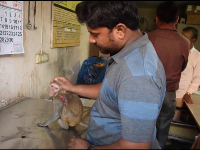 Monkey injured in Thakurli electric shock: injured monkey found in Central Railway Power House | ठाकुर्लीत विजेच्या झटक्याने माकड जखमी :मध्य रेल्वेच्या पावर हाऊसमध्ये आढळले जखमी माकड Monkey injured in Thakurli electric shock: injured monkey found in Central Railway Power House | ठाकुर्लीत विजेच्या झटक्याने माकड जखमी :मध्य रेल्वेच्या पावर हाऊसमध्ये आढळले जखमी माकड