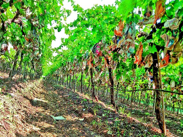 Cold wave again at Godak | गोदाकाठी पुन्हा थंडीचा कडाका Cold wave again at Godak | गोदाकाठी पुन्हा थंडीचा कडाका