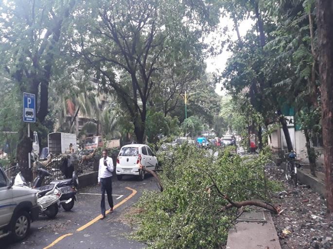 In Thane, 339 trees and 150 trees were damaged after two months | ठाण्यात दोन महिन्यात उन्मळून पडले ३३९ वृक्ष, १५० वृक्ष झाले धोकादायक In Thane, 339 trees and 150 trees were damaged after two months | ठाण्यात दोन महिन्यात उन्मळून पडले ३३९ वृक्ष, १५० वृक्ष झाले धोकादायक
