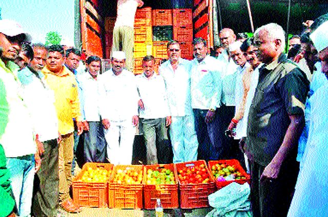 Launches tomato auction in Whiteley submarket | पांढुर्ली उपबाजारात टमाटे लिलावाचा शुभारंभ Launches tomato auction in Whiteley submarket | पांढुर्ली उपबाजारात टमाटे लिलावाचा शुभारंभ